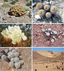 Soutenez le journalisme d'investigation et une rédaction indépendante. Investigating Taxon Boundaries And Extinction Risk In Endemic Chilean Cacti Copiapoa Subsection Cinerei Cactaceae Using Chloroplast Dna Sequences Microsatellite Data And 3d Mapping Springerlink