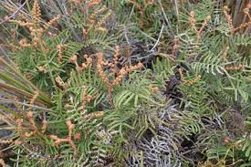Image result for Gleichenia elongata