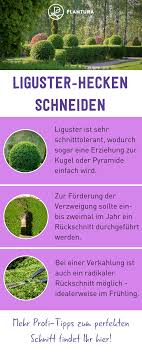 Liguster Experten Tipps Zum Pflanzen Schneiden Co Liguster Pflanzen Garten