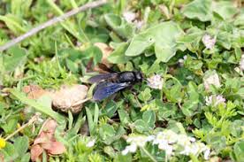 Image result for cornish black bee