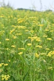 Image result for Trisetopsis milanjianum