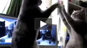 We did not find results for: Katzen Spielen Backe Backe Kuchen 1 Video Lofter De Blog