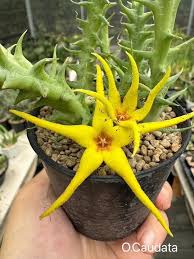 Image result for Orbea caudata