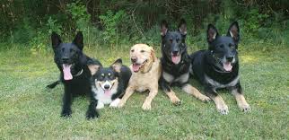 Purebred german shepherd puppies, now ready for rehoming. Waldrand Kennel Llc European Working Line German Shepherd Dogs Home Facebook