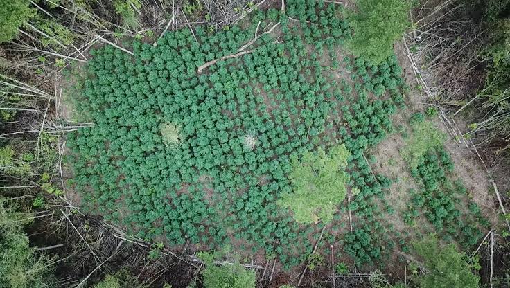 See drone footage of the $70M marijuana grow in Jeff Davis County