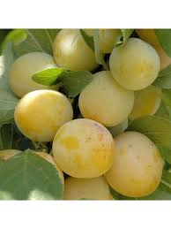 Image result for prunus domestica oullins