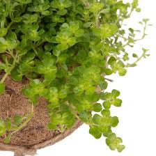 Es ist nur etwas kleiner als ganz europa. Zimmerpflanze Kokedama Kanonierblume Sao Paulo Kaufen Sense Of Home