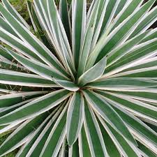 Image result for Agave