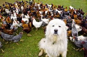 Truelove Farms Morris Ct German Shepherd Husky Animals Turkey Farm