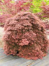 A red tinge can be found in its flowers, twigs, and seeds, but it is most notable for the scarlet of its leaves in. Acer Palmatum Orangeola Specimen 1373 Small Trees For Garden Japanese Maple Bonsai Acer Palmatum