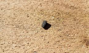 Image result for squirrel poop