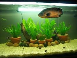 Check spelling or type a new query. Diy Potted Aquarium Plants Diy Aquarium Planted Aquarium Diy Aquarium Decor