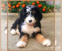 We are proud to be produce goldendoodle puppies for sale that have hard to find colors such as: View Ad Bernedoodle Puppy For Sale Near Iowa Washington Usa Adn 172052