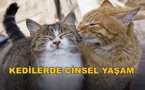 kedilerde cinsel yasam dr tarkan ozcetin kedici kedi kultur dergisi