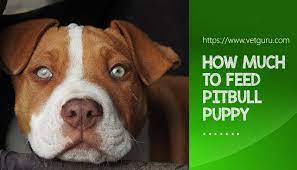 What kind of dog food do you feed your pitbulls? How Much To Feed A Pitbull Puppy Feeding Schedule Growth Chart Faqs
