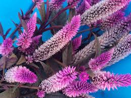 Image result for Celosia