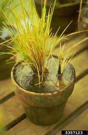 Grow Organic Wild Rice At Home Gardening Rice Growing Food Grow Organic Growing Vegetables