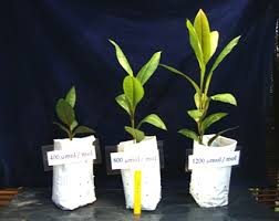 Kacip fatimah manjakani / petani kacip fatimah manjakani plus for all lack of sexual d…. Efficacy Of Kacip Fatimah Is Not A Myth Says Award Winning Upm Researcher Universiti Putra Malaysia
