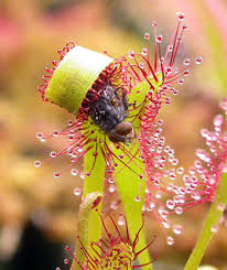 We did not find results for: Cuidado Drosera