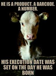 Pin By Beverly Shields On Anti Speciesism Animal Activism Vegan Animals Animal Rights