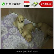 مصر القاهرة جراوي جولدن للبيع غامقين العمر 46يوم pet4sell golden retriever retriever puppy puppies