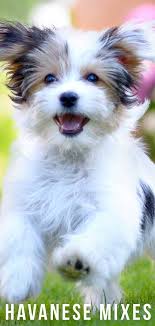 Check spelling or type a new query. Havanese Mixes All Of The Shapes And Sizes