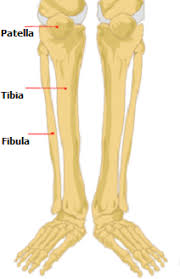 Sudden pain in the shin bone during activity for inactive individuals, during exercise for intense sports or athletes, pain on the right and left sides of the. Lower Leg Pain After Exercise Total Health