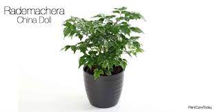 Ming aralia grows slowly but can eventually reach over 6 feet in height with the proper care. China Doll Plant How To Grow And Care For Rademachera