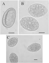 Image result for Rhipidoglossum ovale