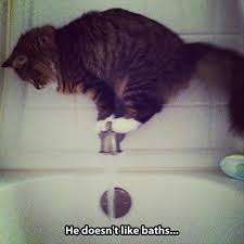 Enjoy straightforward pricing and simple licensing. What Have I Gotten Myself Into Lolcats Lol Cat Memes Funny Cats Funny Cat Pictures With Words On Them Funny Pictures Lol Cat Memes Lol Cats