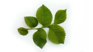 Joseph — a bold group of devout, progressive changemakers. English Elm Ulmus Procera British Trees Woodland Trust