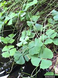Image result for Marsilea aegyptiaca