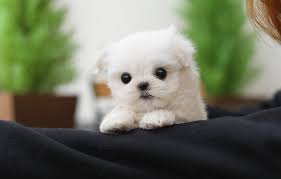 We have all the teacup puppy parents and can supply photos upon request. Teacup Maltese 12 Surprising Things To Know Before Adopt