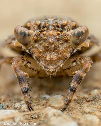 Image result for Blepharis stuhlmannii