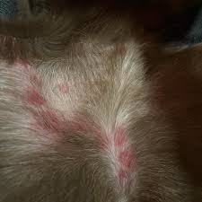 Image result for cuterebriasis in dogs