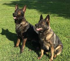 We are located in the central ohio area in groveport, just a few minutes south of columbus, oh. German Shepherd Puppies For Sale Pets4you Com