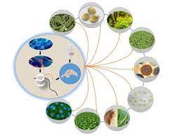 Heterologous Protein Expression And Production Platforms The How Now And Wow Of It Frontiers Research Topic