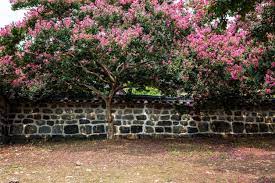 It doesnt really matter when you move a crepe myrtle, just dont do it while its young. Flower Of The Week Crape Myrtle
