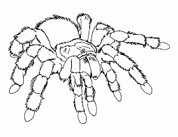 And some are big and hairy enough to give you chills. Spider Coloring Pages Printable Coloring Home