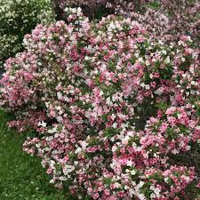 We did not find results for: Sonic Bloom Pink Weigela Spring Meadow Wholesale Liners Spring Meadow Nursery
