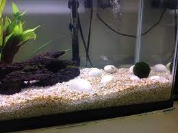 Maybe you would like to learn more about one of these? White Gravel Turning Brown My Aquarium Club