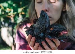 3+ Thousand Beautiful Woman Basil Royalty-Free Images, Stock Photos &  Pictures