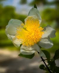 Image result for Oncoba