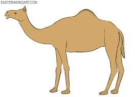 Please be sure to leave enough space for the rest of the body on the first, i outline the upper parts of the limbs; How To Draw A Camel Easy Drawing Art