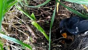 Oleh karena itu, apabila kamu juga sedang ingin memelihara burung murai jantan maka kamu harus mengenali perbedaannya. Cara Menemukan Dan Mengetahui Tempat Sarang Burung Decu Di Habitat Aslinya Kicau Mania