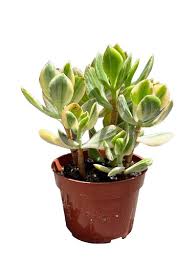 Image result for Crassula schimperi