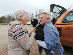 Hondjie gered ná hy 2 nagte in Meiringspoort oorleef ná motorongeluk