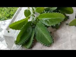 Os Beneficios Do Aranto E Do Ora Pro Nobis Youtube Plant Leaves Plants Make It Yourself