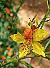 Image result for Parkinsonia aculeata