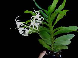 Image result for Cyrtorchis chailluana